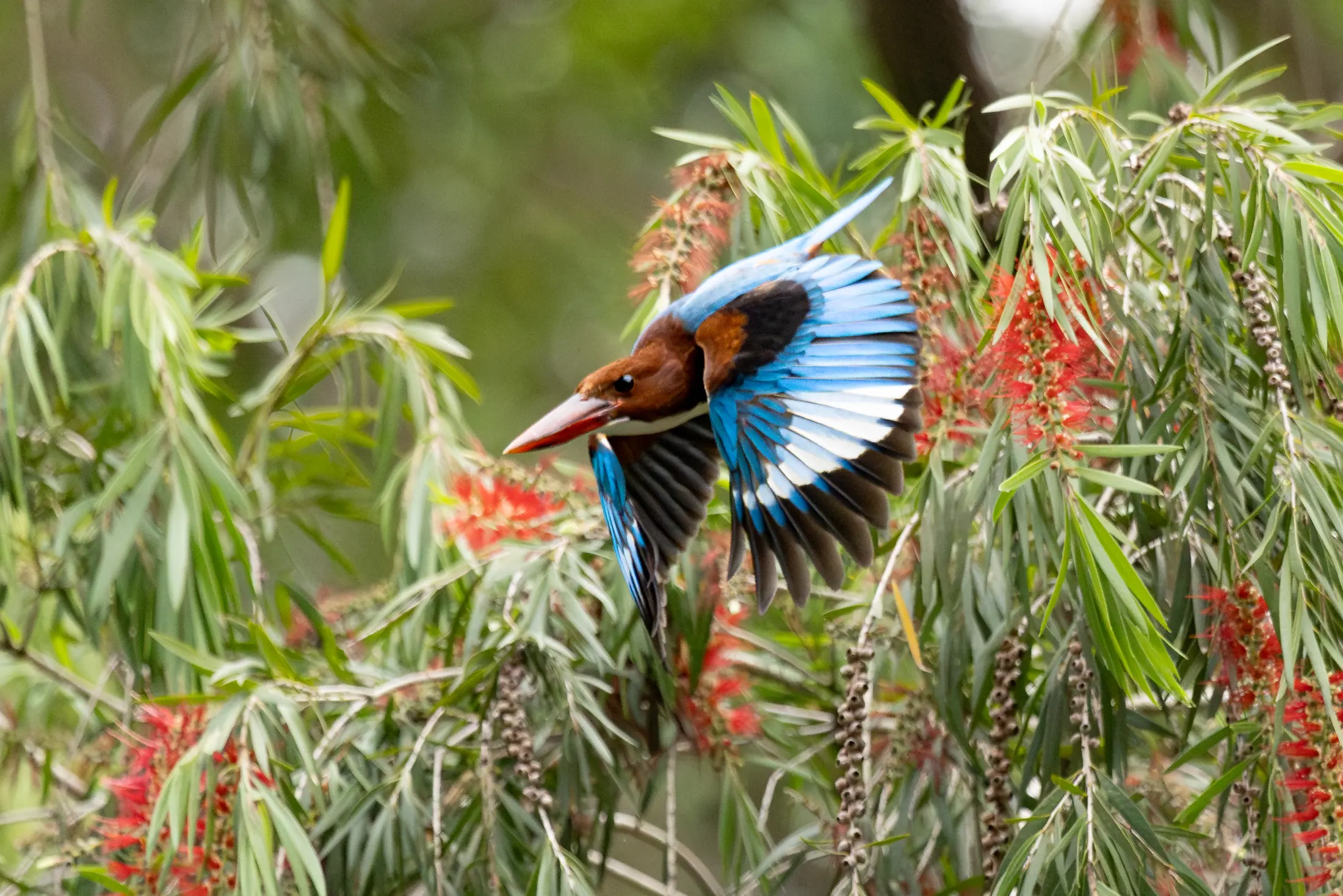 Blue and brown bird in flight among green foliage and red flowers.